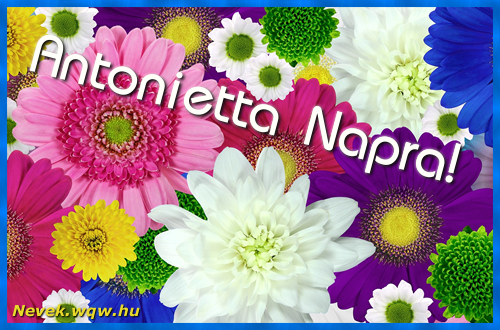 Sznes gerberk. Nvnapi kpeslap Antonietta napra.