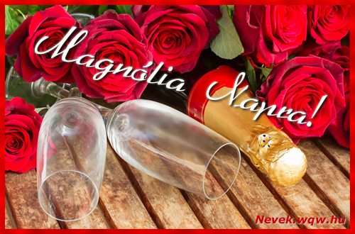 Magnlia dvzllap