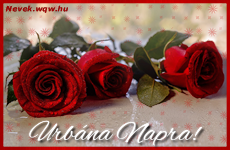 Szép vörös rózsaszálak Urbána névnapra.
